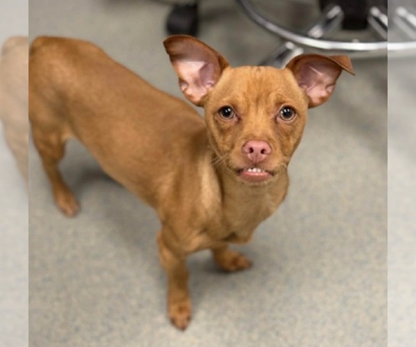 Medium Photo #9 Chihuahua-Unknown Mix Puppy For Sale in La Verne, CA, USA