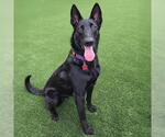 Small #18 German Shepherd Dog-Whippet Mix