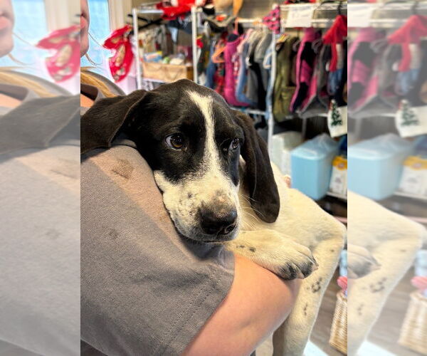 Medium Photo #1 Mutt Puppy For Sale in Emmett, ID, USA