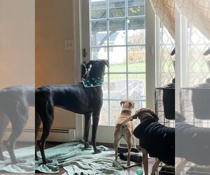 Great Dane Dogs for adoption in Doylestown, PA, USA