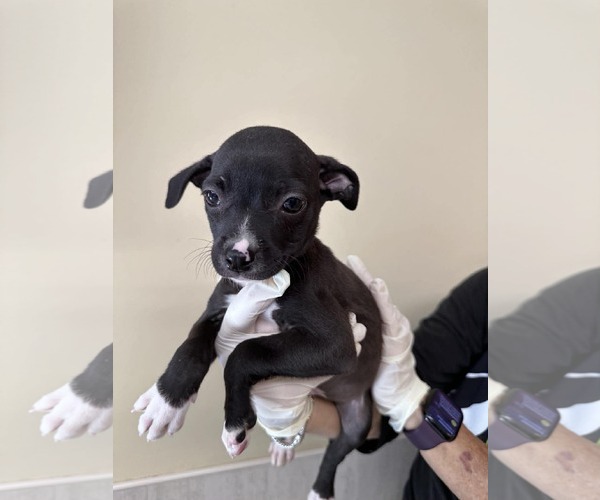 Medium Photo #1 Boxer-Unknown Mix Puppy For Sale in Pompano Beach , FL, USA