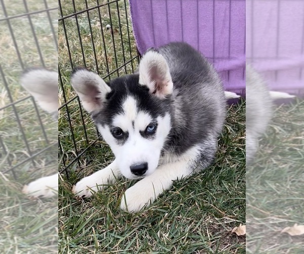 Medium Photo #2 Siberian Husky Puppy For Sale in DEARBORN, MO, USA