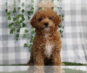 Poodle (Miniature) Puppy for sale in MARIETTA, GA, USA