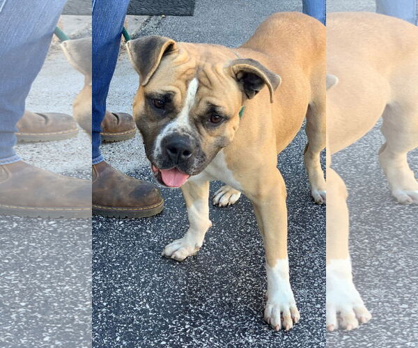 Medium Photo #11 Bulldog-Unknown Mix Puppy For Sale in Houston, TX, USA
