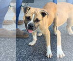 Small #10 Bulldog Mix