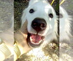 Small #3 Great Pyrenees