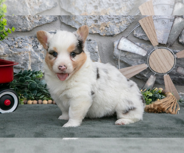 Medium Photo #2 Pembroke Welsh Corgi Puppy For Sale in LEOLA, PA, USA