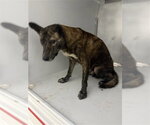 A663580 - Female Labrador Retriever-Unknown Mix Dog for Adoption - Small photo