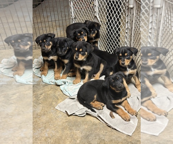 Medium Photo #9 Shepweiller Puppy For Sale in SAINT AUGUSTINE, FL, USA