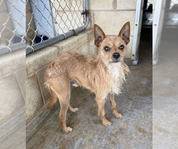 Medium Photo #2 Mutt Puppy For Sale in San Leon, TX, USA