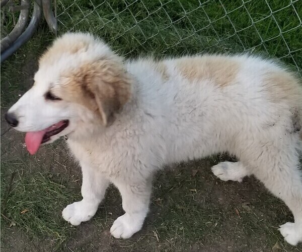 Medium Photo #3 Great Pyrenees Puppy For Sale in LESTER PR, MN, USA