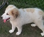 Small Photo #3 Great Pyrenees Puppy For Sale in LESTER PR, MN, USA