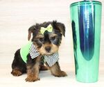 Small #4 Yorkshire Terrier