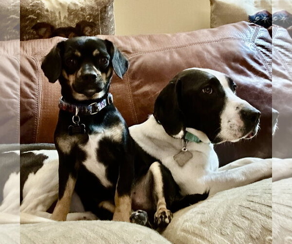 Medium Photo #4 Mutt Puppy For Sale in Harrisburg, PA, USA