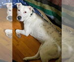 Small #6 American Pit Bull Terrier Mix