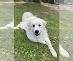 Small Great Pyrenees Mix
