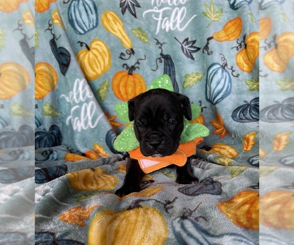 Medium Photo #1 Cane Corso Puppy For Sale in OKLAHOMA CITY, OK, USA
