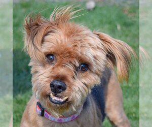 Border Terrier-Unknown Mix Dogs for adoption in Huntley, IL, USA