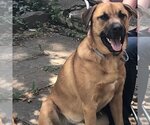 Small Photo #2 Black Mouth Cur-German Shepherd Dog Mix Puppy For Sale in columbia, SC, USA