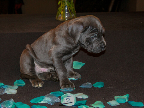 Medium Photo #6 Cane Corso Puppy For Sale in OAK LAWN, IL, USA