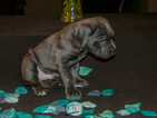 Small Photo #6 Cane Corso Puppy For Sale in OAK LAWN, IL, USA