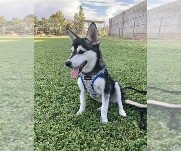 Medium Photo #5 Alaskan Klee Kai Puppy For Sale in GLENDALE, AZ, USA
