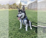Small #4 Alaskan Klee Kai