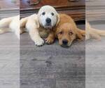 Small #9 Golden Retriever