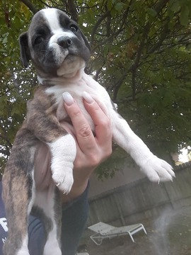 Medium Photo #7 Boxer Puppy For Sale in KENNEWICK, WA, USA