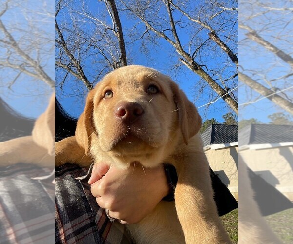 Medium Photo #1 Labrador Retriever Puppy For Sale in MAYSVILLE, GA, USA