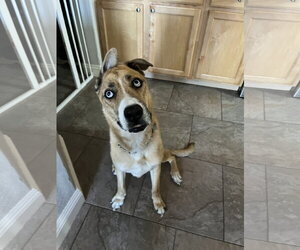 Mutt Dogs for adoption in Chandler, AZ, USA