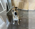 Small Mutt