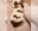 Puppy 2 Wire Fox Terrier