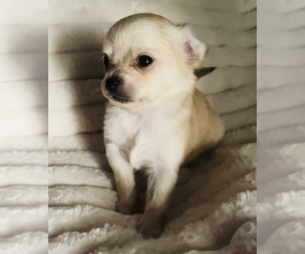 Medium Photo #16 Chihuahua Puppy For Sale in ADAMSVILLE, TN, USA