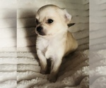 Small #15 Chihuahua