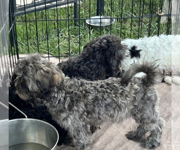 Medium Photo #3 ShihPoo Puppy For Sale in GLOUCESTER, VA, USA