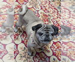Small #3 Pug