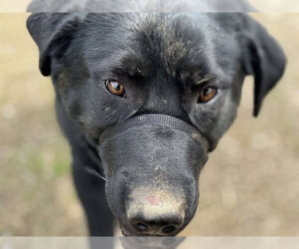 Medium Photo #1 Labrador Retriever-Unknown Mix Puppy For Sale in Center Township, PA, USA