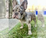 Small #1 French Bulldog