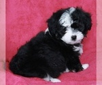 Small Photo #3 Aussie-Poo Puppy For Sale in FREDERICKSBURG, OH, USA