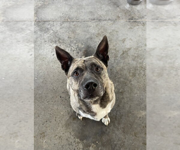 Medium Photo #12 Holland Shepherd Puppy For Sale in Bolivar, MO, USA