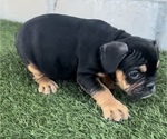 Small Photo #15 English Bulldog Puppy For Sale in SEATTLE, WA, USA