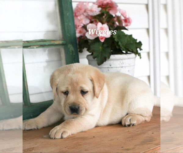 Medium Photo #4 Labrador Retriever Puppy For Sale in STANLEY, NY, USA