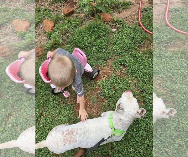 Medium Photo #2 Mutt Puppy For Sale in Shelburne, VT, USA