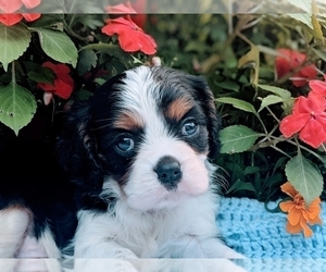 Cavalier King Charles Spaniel Puppy for sale in ELIZABETHTON, TN, USA