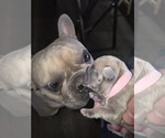 Small #27 French Bulldog