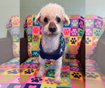 Small #5 Poodle (Miniature)