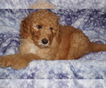 Small #4 Labradoodle