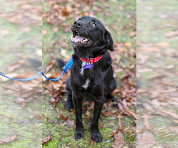 Medium Photo #15 Labrador Retriever-Unknown Mix Puppy For Sale in Cookeville, TN, USA