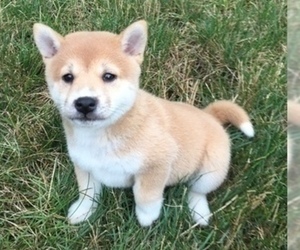 Shiba Inu Puppy for sale in MILLERSTOWN, PA, USA